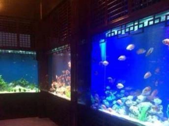 上海大型海鮮魚缸制作設計工廠與影視節(jié)目策劃 花鳥魚蟲市場的跨界融合